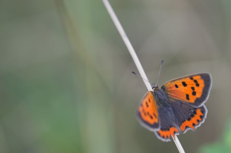 Lycaena phlaeas, maschio e femmina